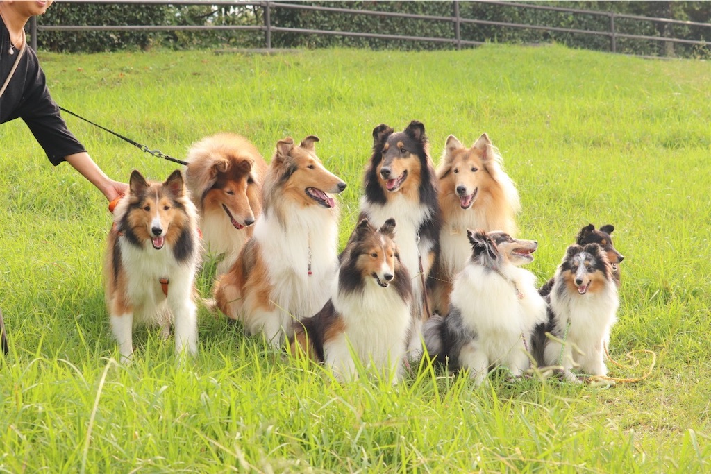 f:id:nana-collie:20241111205055j:image f:id:nana-collie:20241111205055j:image