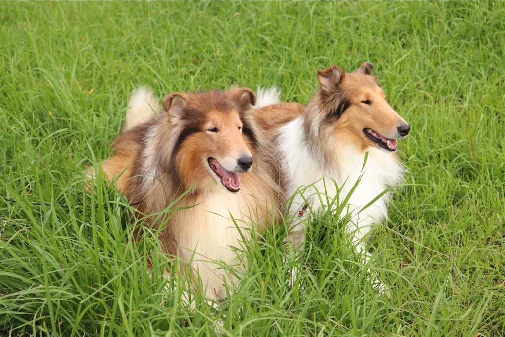 f:id:nana-collie:20241111205211j:image f:id:nana-collie:20241111205211j:image