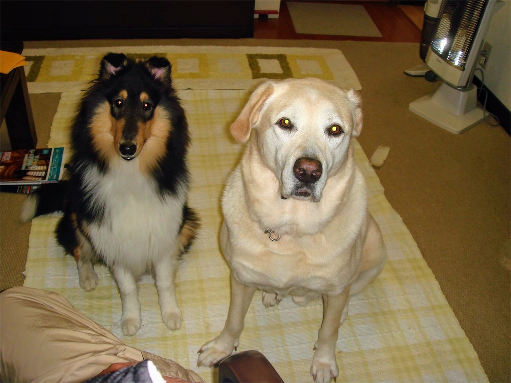 f:id:nana-collie:20250115211103j:image f:id:nana-collie:20250115211103j:image