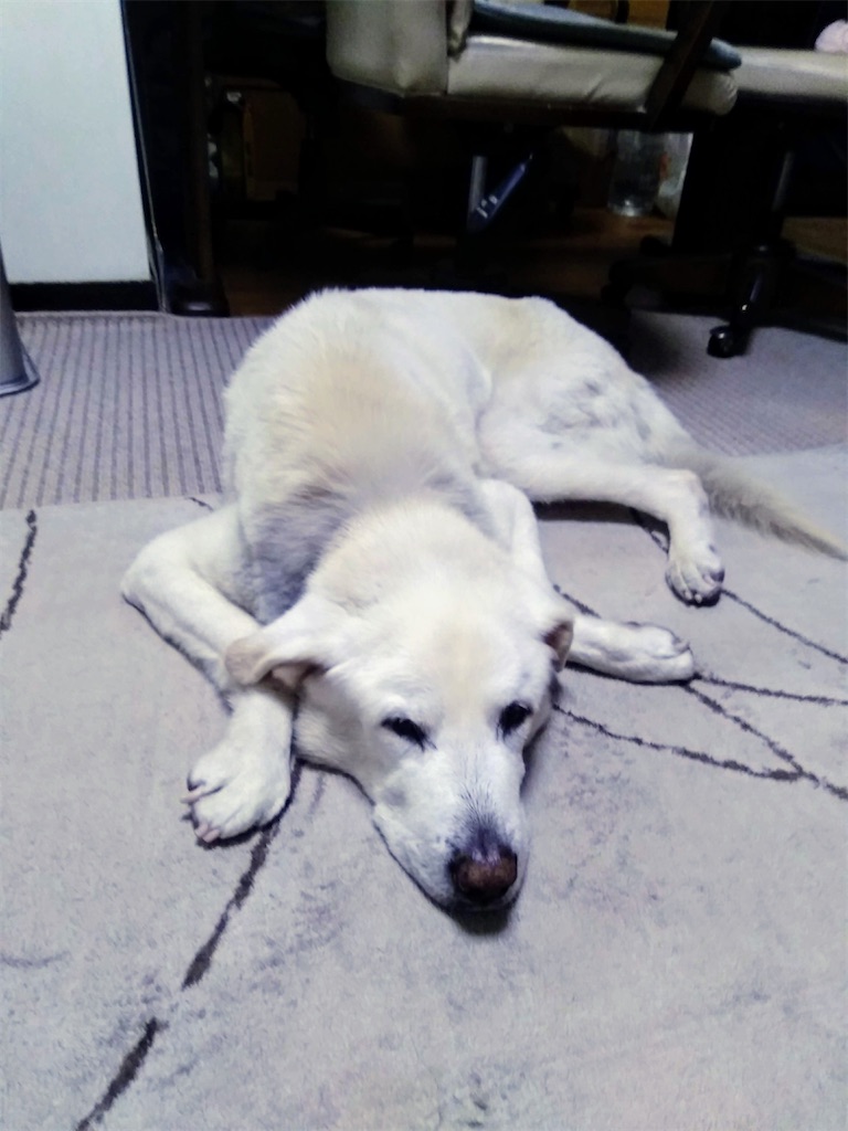 f:id:nana-collie:20250126175532j:image f:id:nana-collie:20250126175532j:image