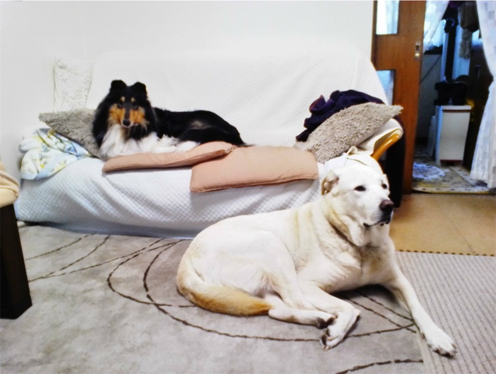 f:id:nana-collie:20250126200030j:image f:id:nana-collie:20250126200030j:image