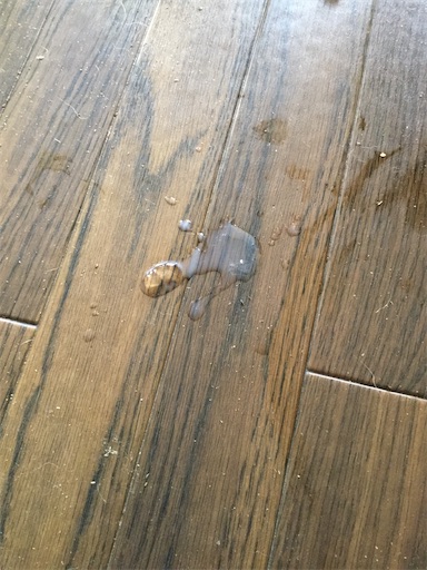 ミスターボール君を敬愛 精巣腫瘍 ロップイヤの日常19 生きてるだけで100点