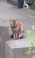 20080426170127