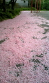 20080426184324