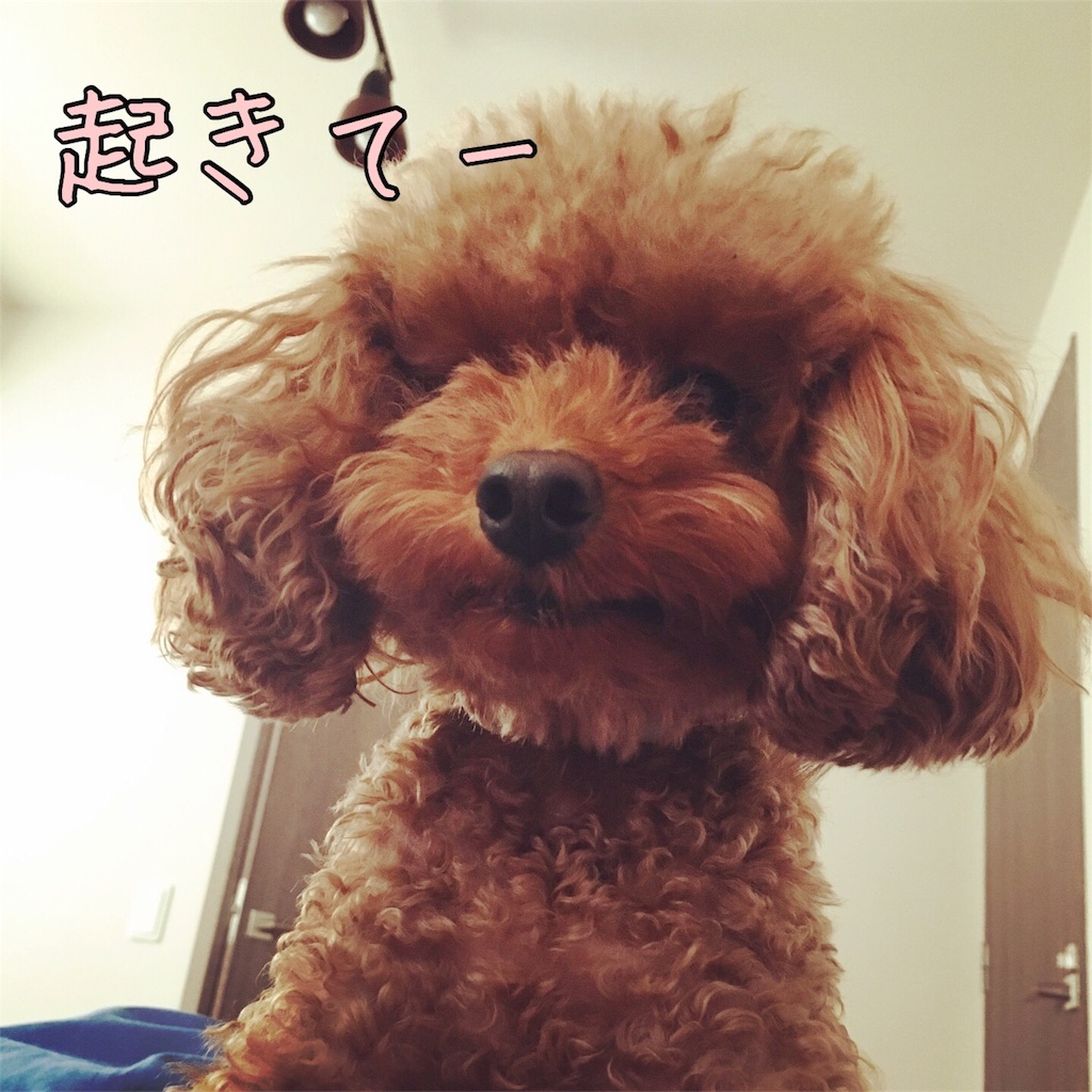 f:id:nana_p:20180120201731j:image f:id:nana_p:20180120201731j:image