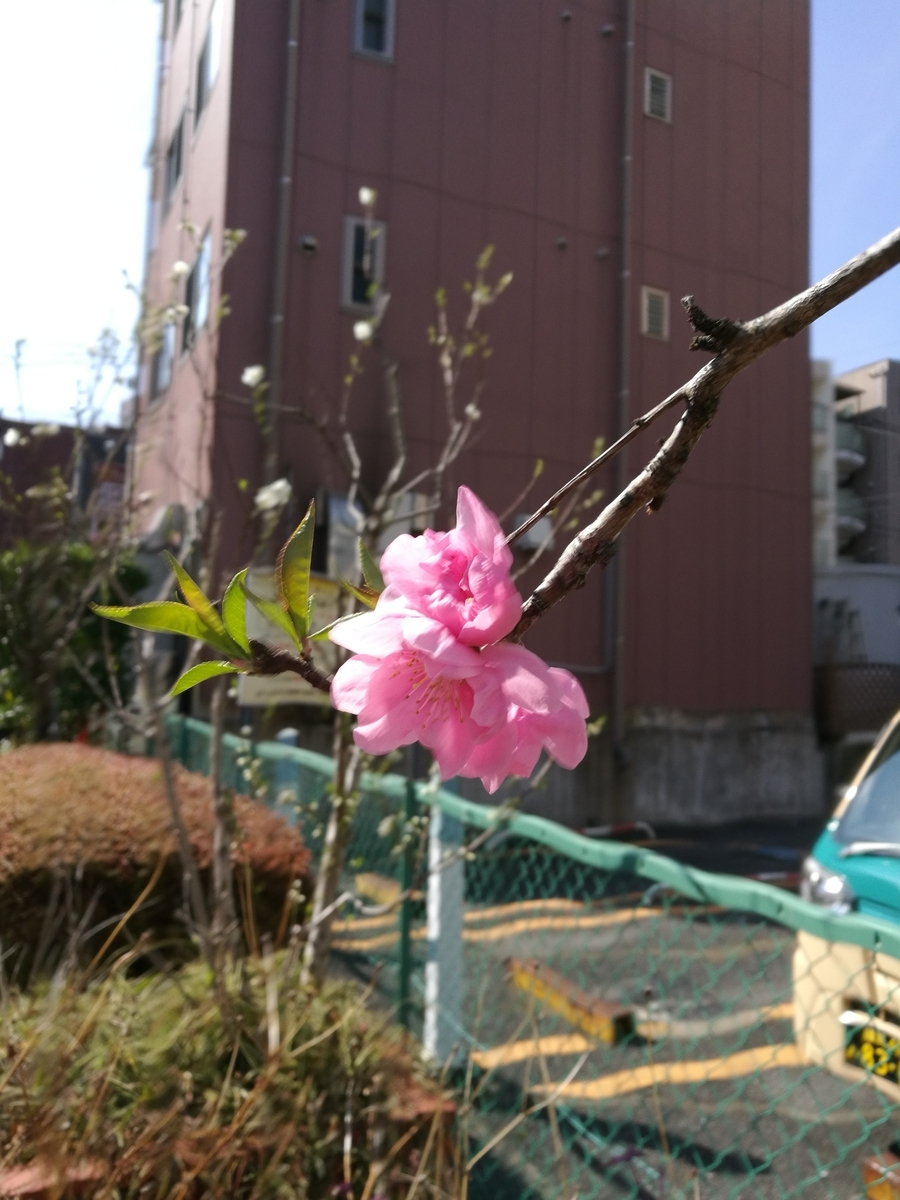 f:id:nanabannn:20200229114509j:plain