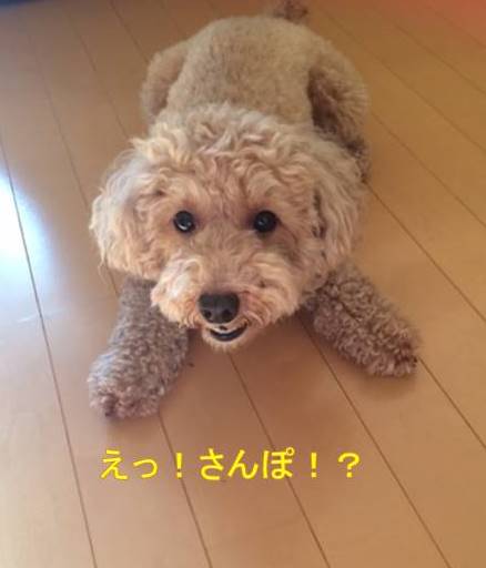 f:id:nanachan59:20170930231603j:plain