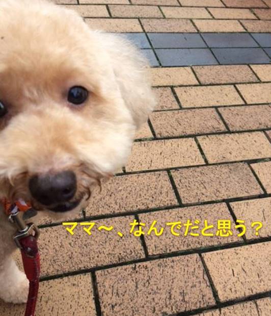 f:id:nanachan59:20171020144945j:plain