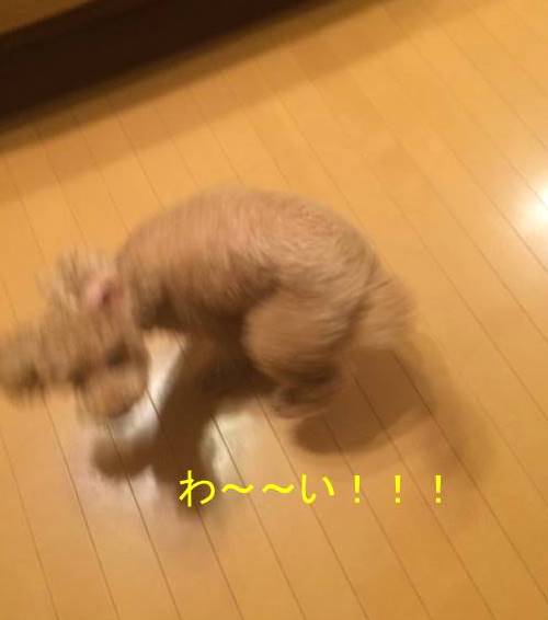 f:id:nanachan59:20171020151106j:plain