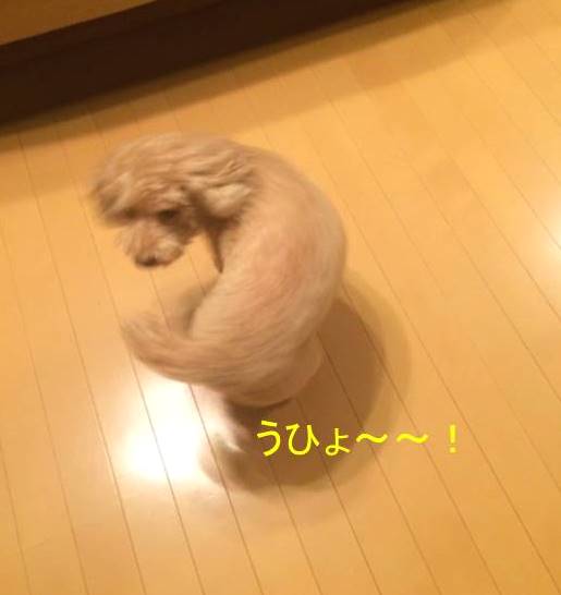 f:id:nanachan59:20171020151440j:plain