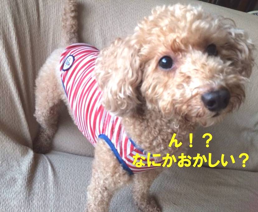 f:id:nanachan59:20171103173620j:plain