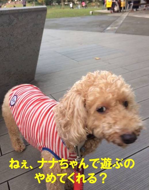 f:id:nanachan59:20171103174639j:plain