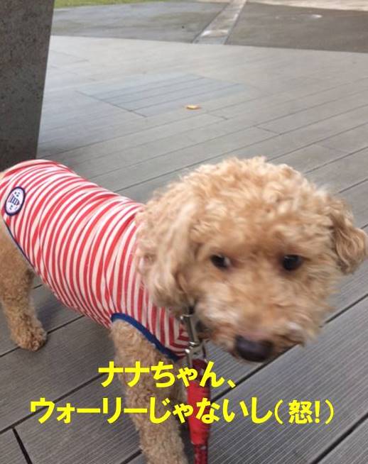 f:id:nanachan59:20171103210135j:plain