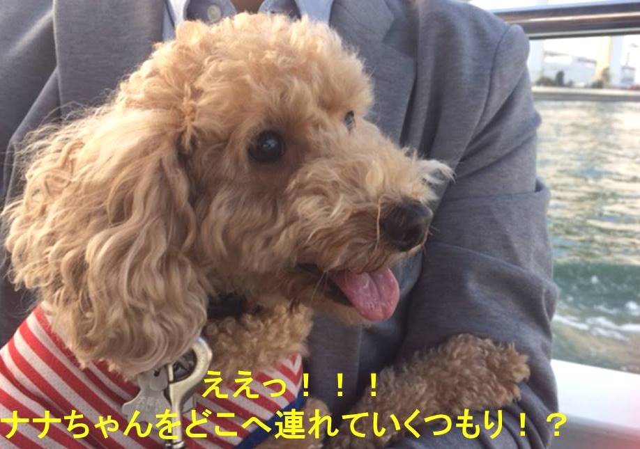 f:id:nanachan59:20171105073330j:plain