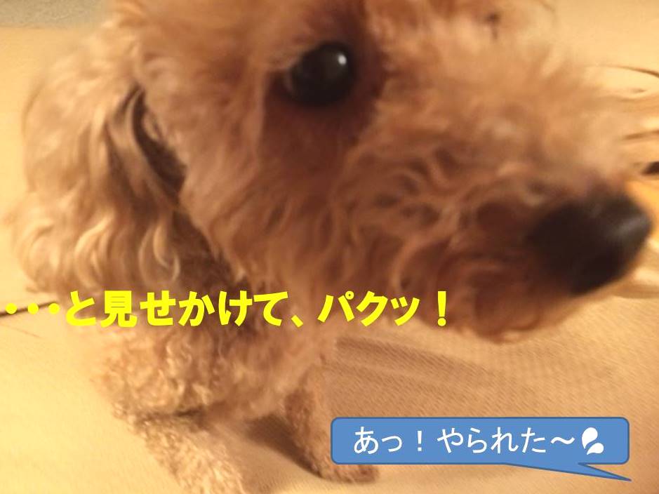 f:id:nanachan59:20171109145438j:plain