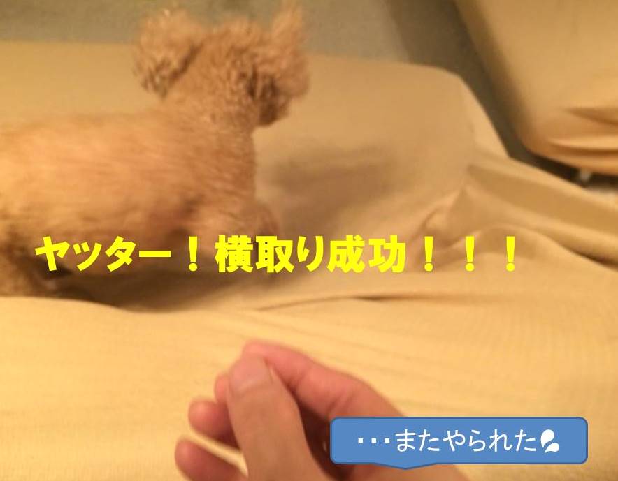 f:id:nanachan59:20171109151100j:plain