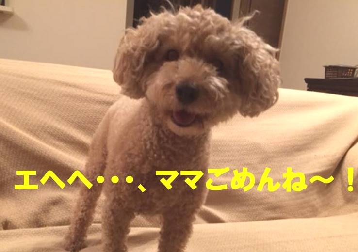 f:id:nanachan59:20171109151621j:plain