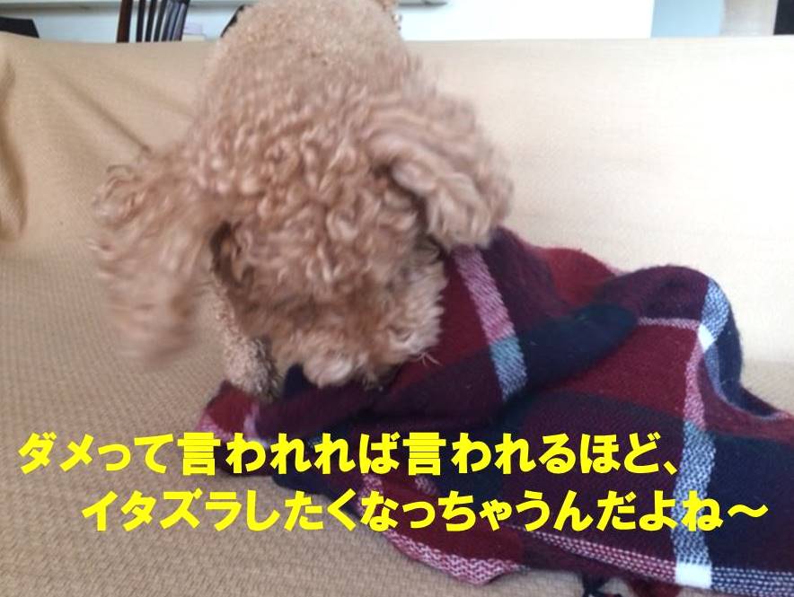 f:id:nanachan59:20171112005903j:plain