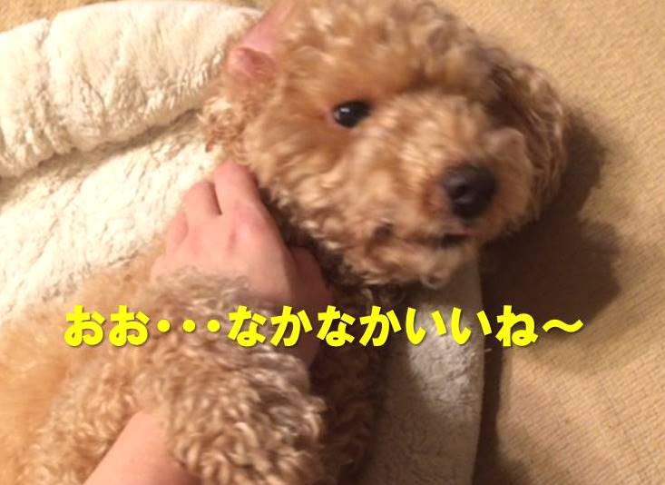 f:id:nanachan59:20171122220821j:plain