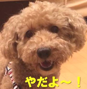 f:id:nanachan59:20171123160532j:plain