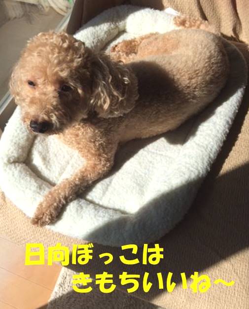 f:id:nanachan59:20180227203249j:plain f:id:nanachan59:20180227203249j:plain