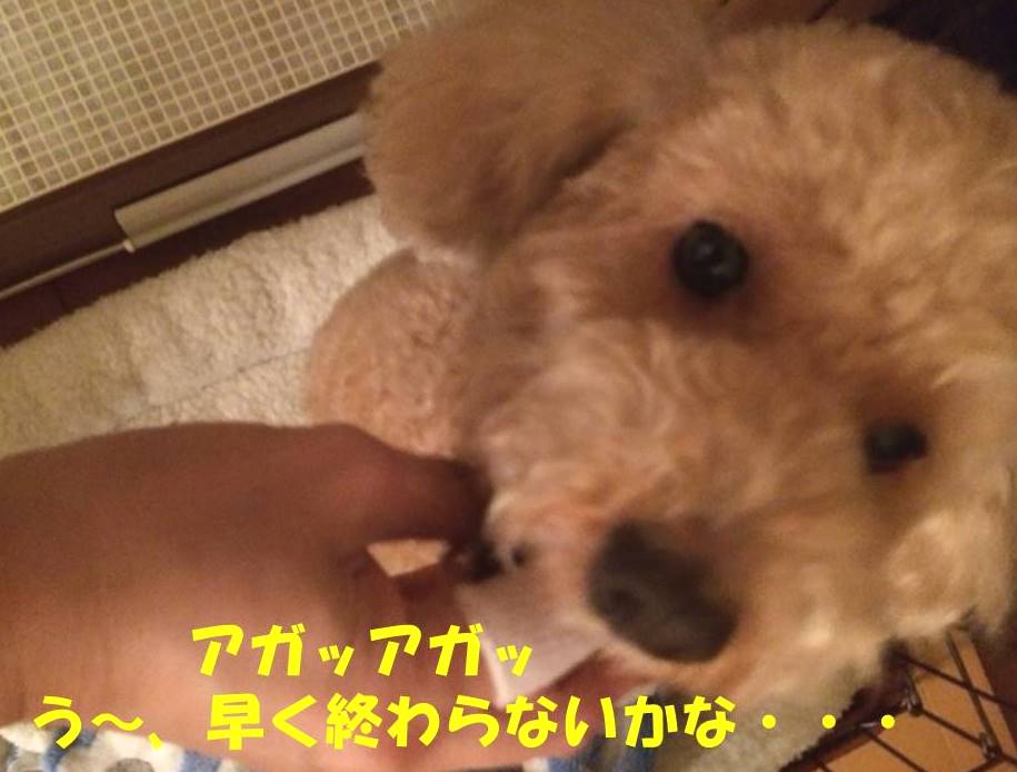f:id:nanachan59:20180421210839j:plain