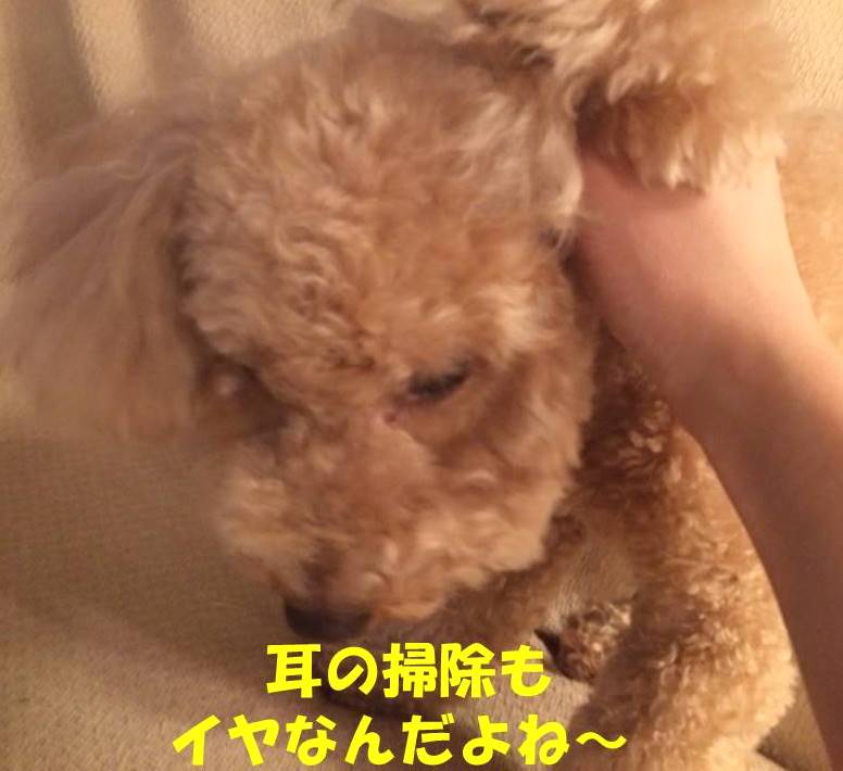 f:id:nanachan59:20180421213831j:plain