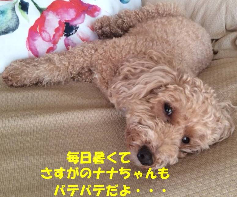 f:id:nanachan59:20180714161706j:plain
