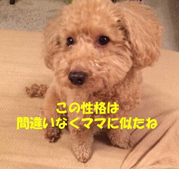 f:id:nanachan59:20180723182559j:plain