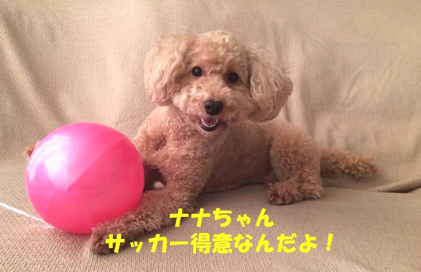 f:id:nanachan59:20180930003319j:plain