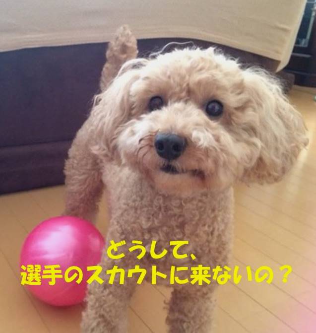 f:id:nanachan59:20180930004026j:plain
