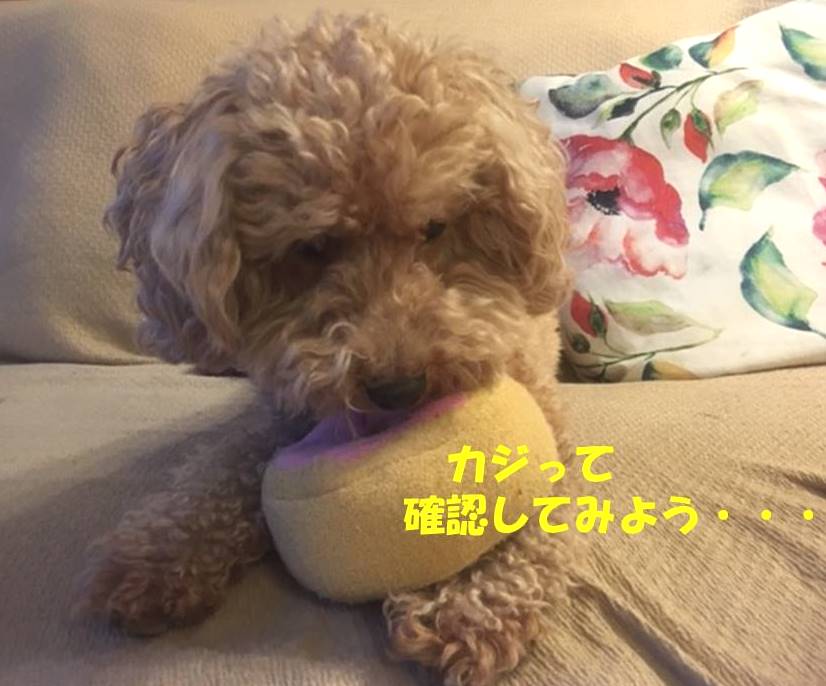 f:id:nanachan59:20181207172038j:plain