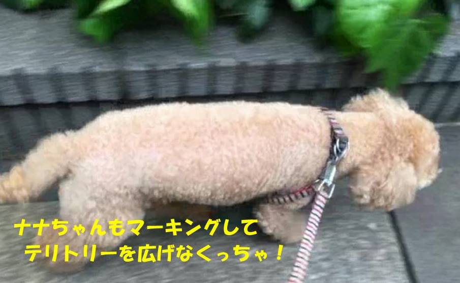 f:id:nanachan59:20190501172105j:plain f:id:nanachan59:20190501172105j:plain