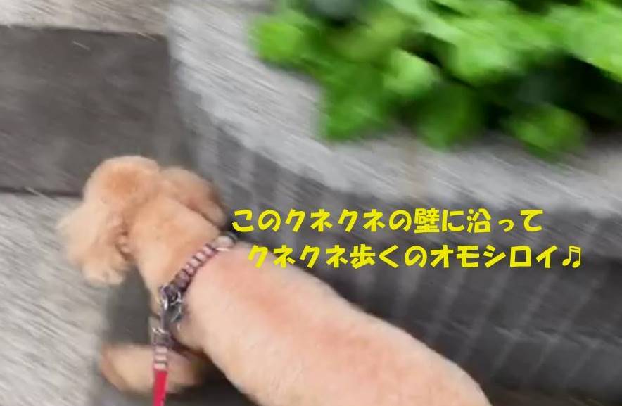 f:id:nanachan59:20190501172922j:plain f:id:nanachan59:20190501172922j:plain
