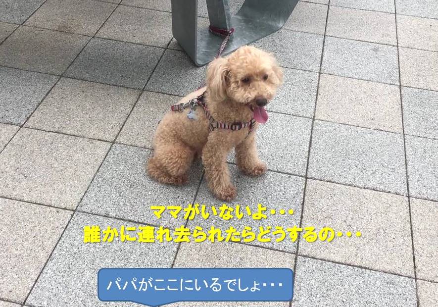 f:id:nanachan59:20190728161611j:plain