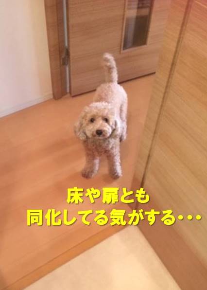 f:id:nanachan59:20191002171225j:plain