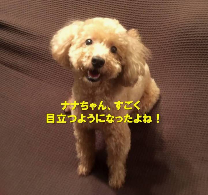 f:id:nanachan59:20191002183451j:plain