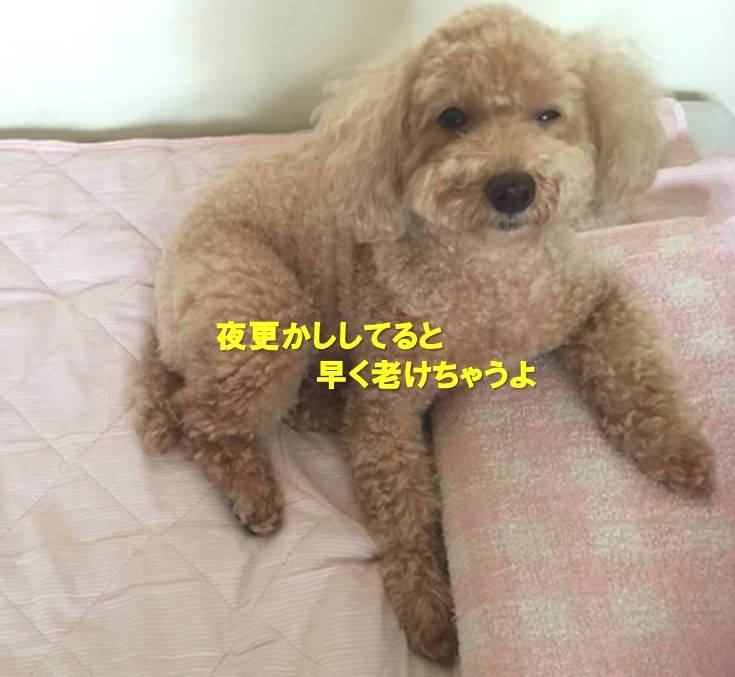 f:id:nanachan59:20191109181514j:plain f:id:nanachan59:20191109181514j:plain