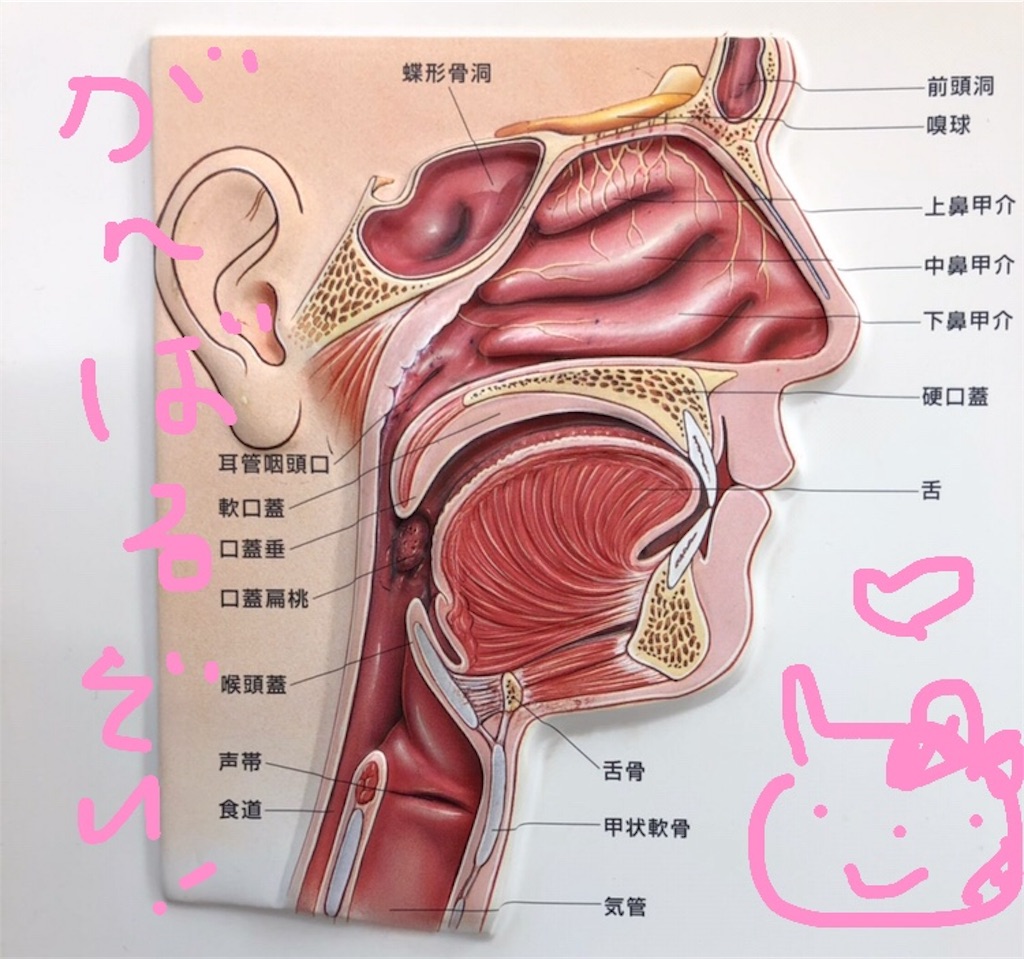 f:id:nanae917kawaiininaritai:20190705100648j:image f:id:nanae917kawaiininaritai:20190705100648j:image