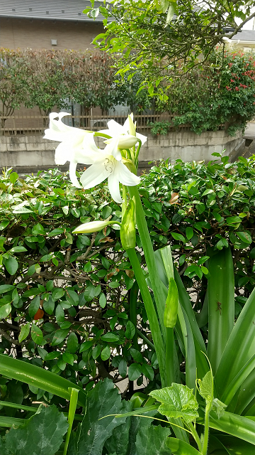 インドハマユウ 母ぶぅの日記