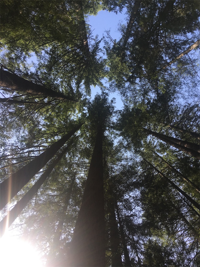 f:id:nanagreen:20191020111703j:image