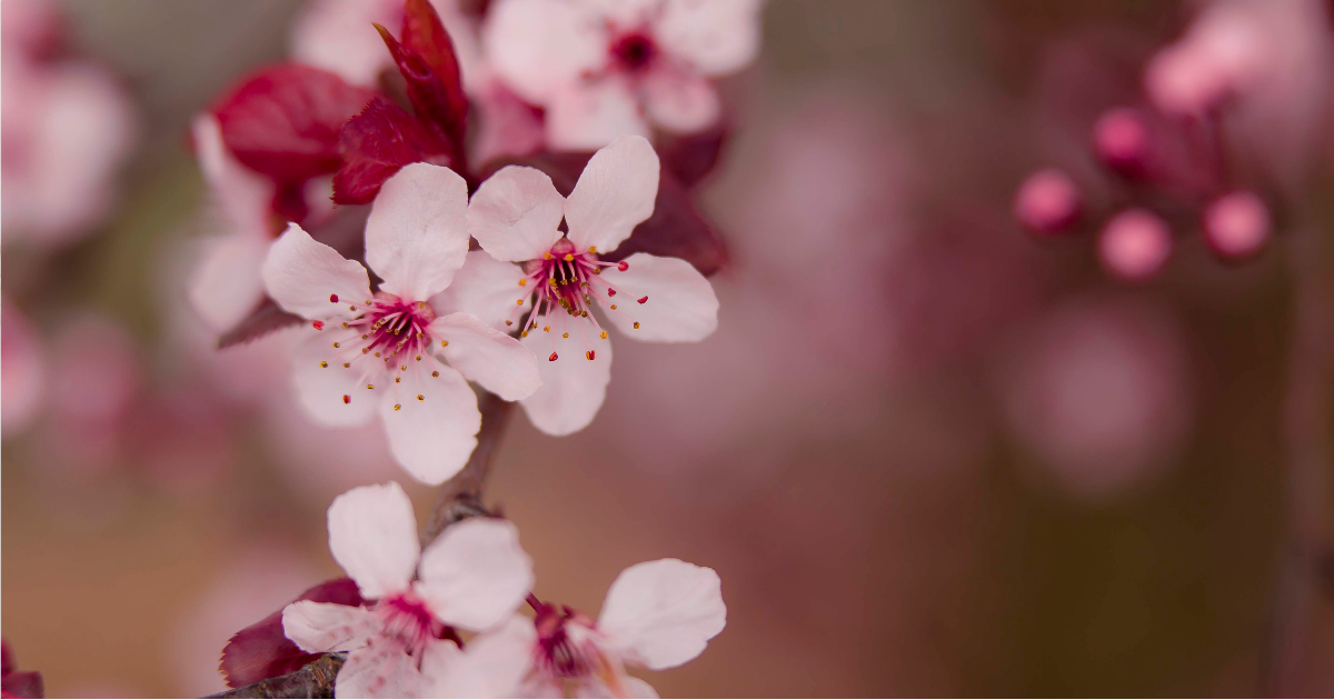 f:id:nanairomama:20211114231601p:plain