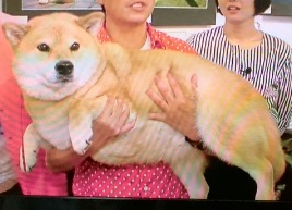 f:id:nanaironokakehashi:20160607221906j:plain