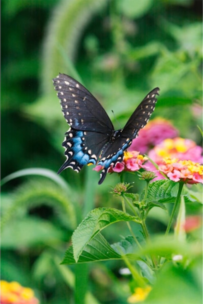 f:id:nanairoy:20260811180528j:image f:id:nanairoy:20260811180528j:image