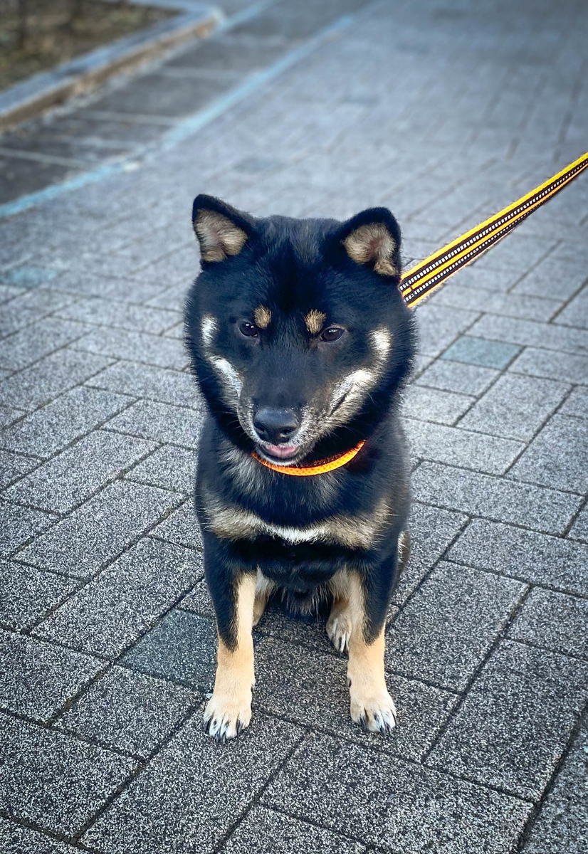 f:id:nanajaiamelie:20210109113855j:plain