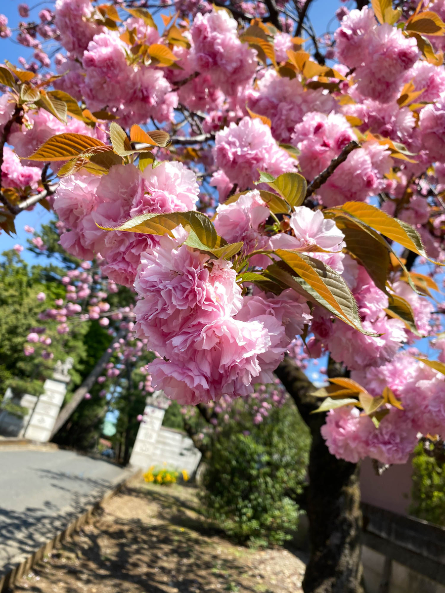 f:id:nanajaiamelie:20210408130952j:plain