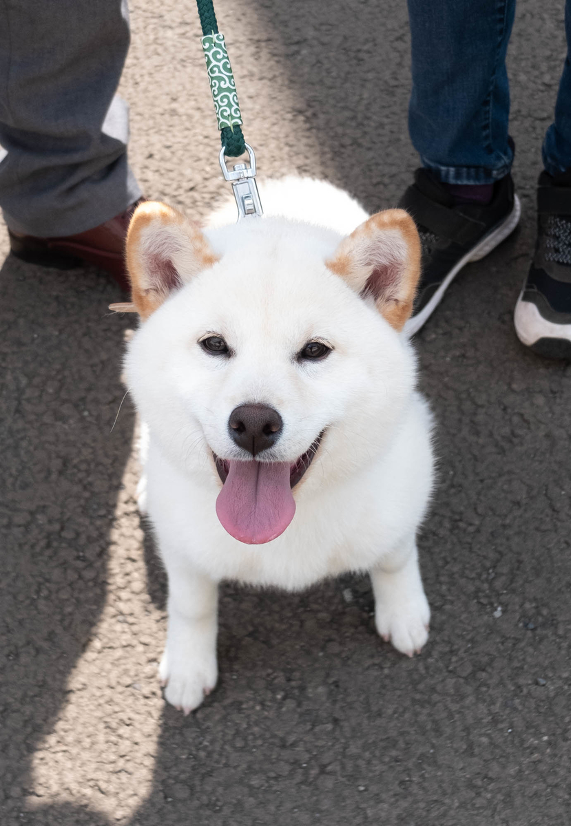 f:id:nanajaiamelie:20210408131119j:plain