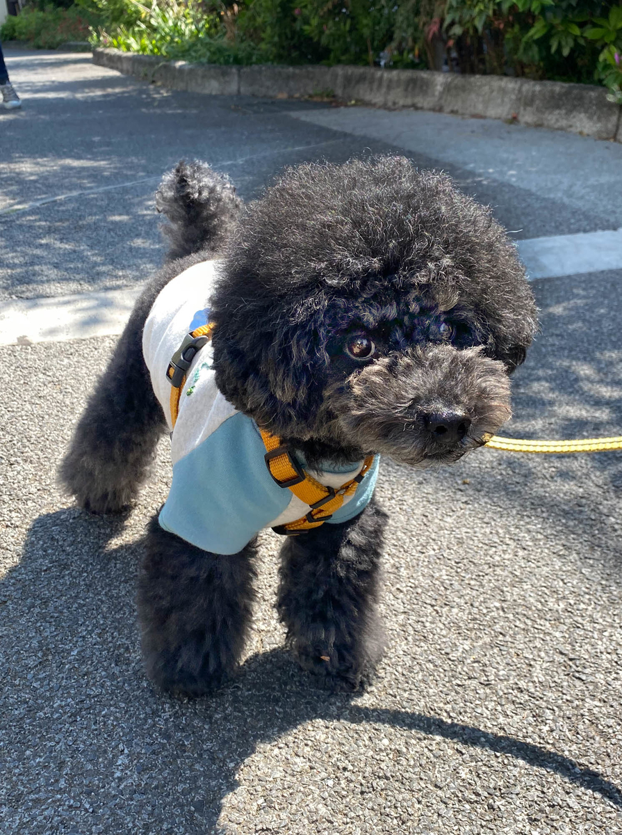 f:id:nanajaiamelie:20210411214910j:plain