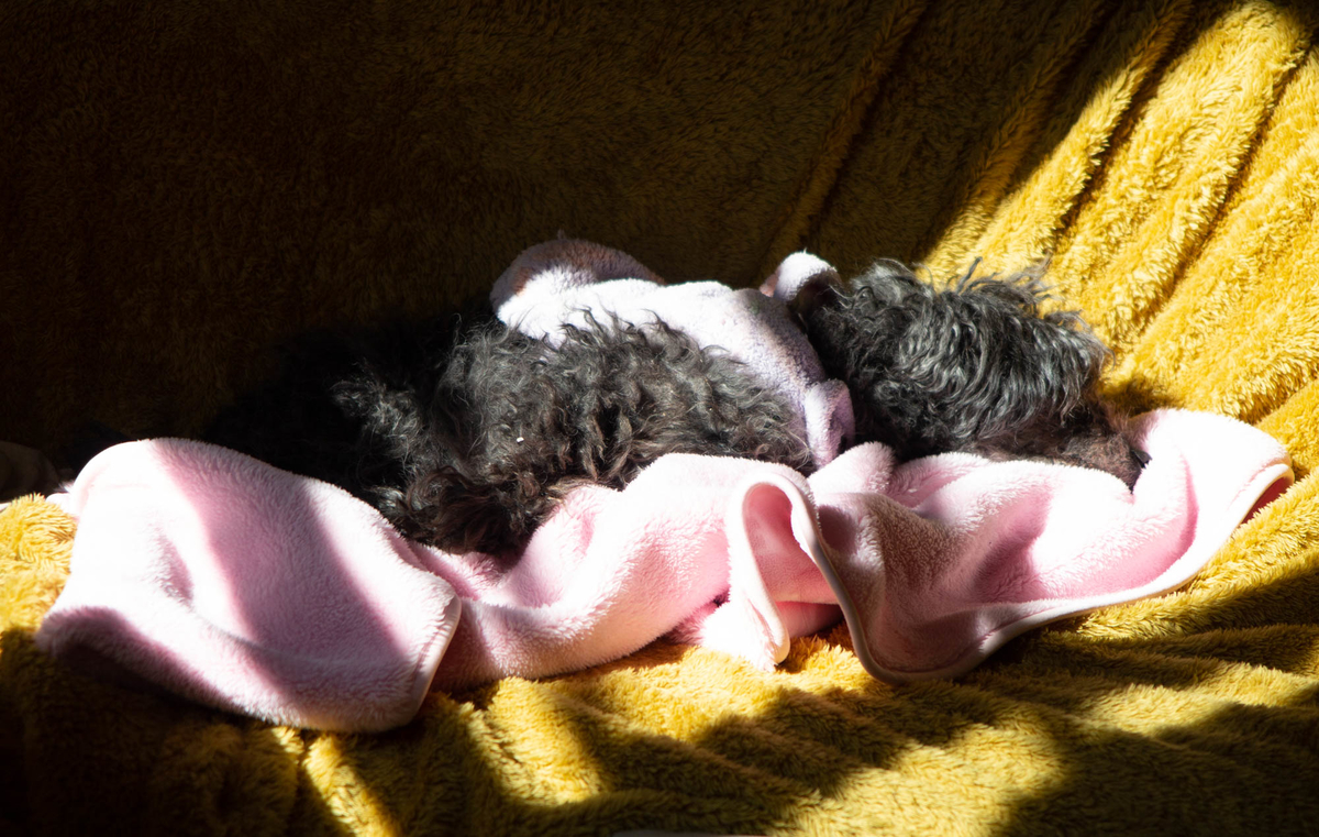 f:id:nanajaiamelie:20220207113003j:plain