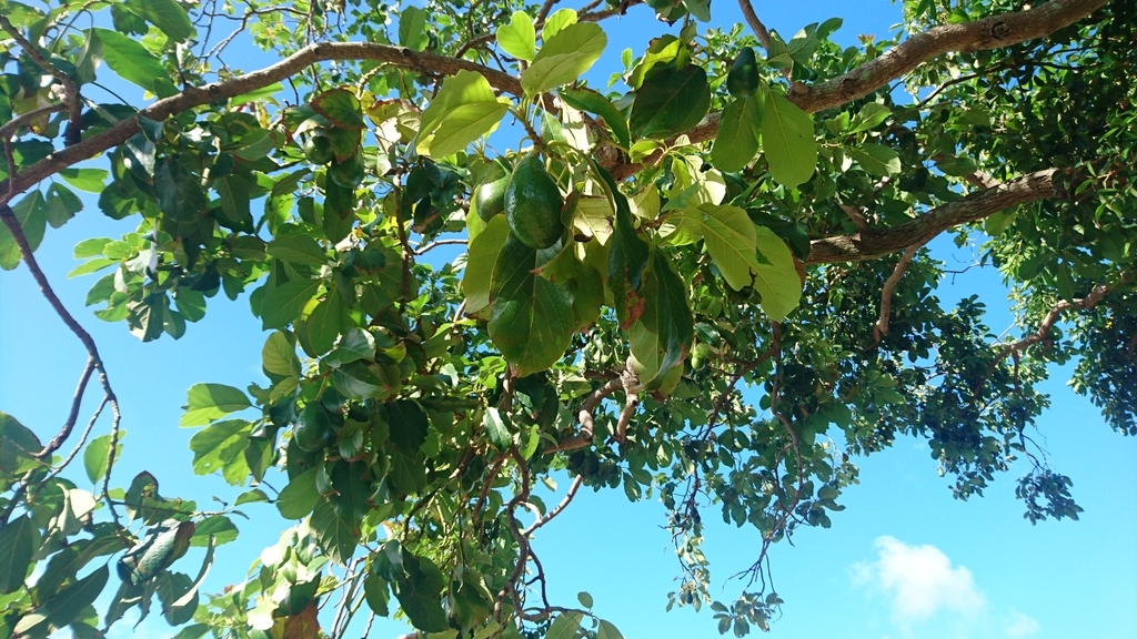 f:id:nanakagawa:20190304092749j:plain f:id:nanakagawa:20190304092749j:plain